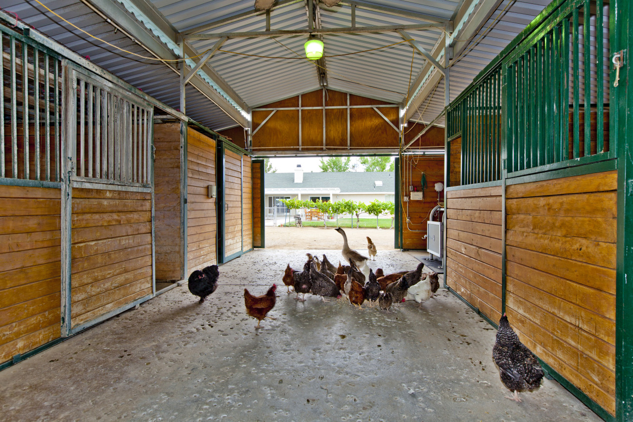 Heritage Breed Chickens