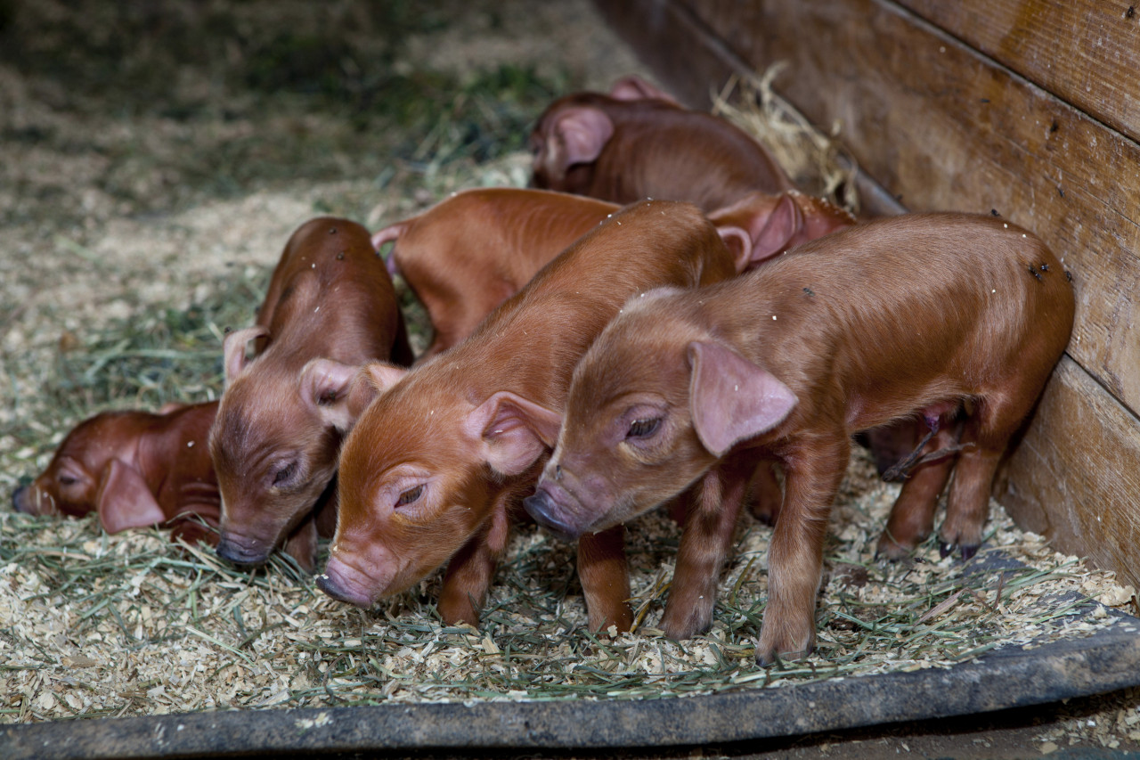 Red Wattle Pigs