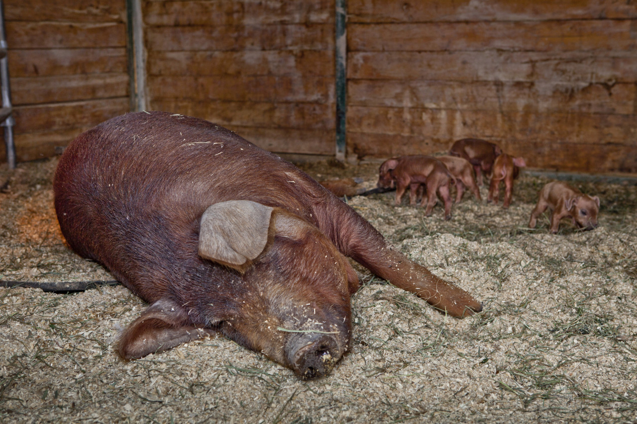 Red Wattle Pigs