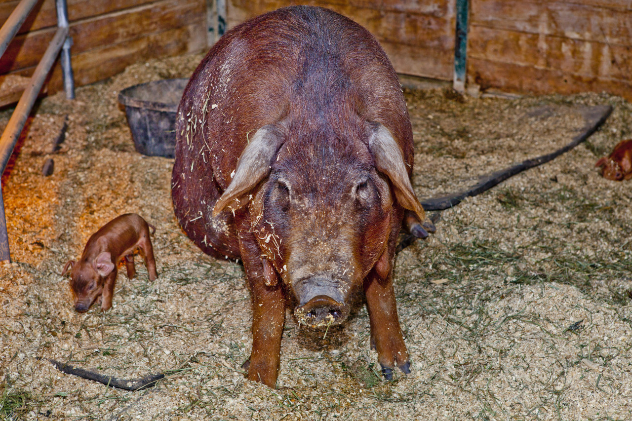 Red Wattle Pigs