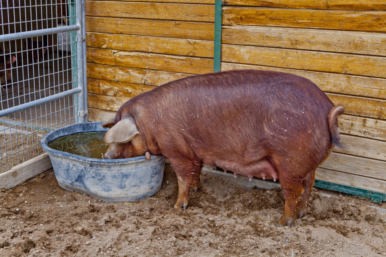 Red Wattle Pigs