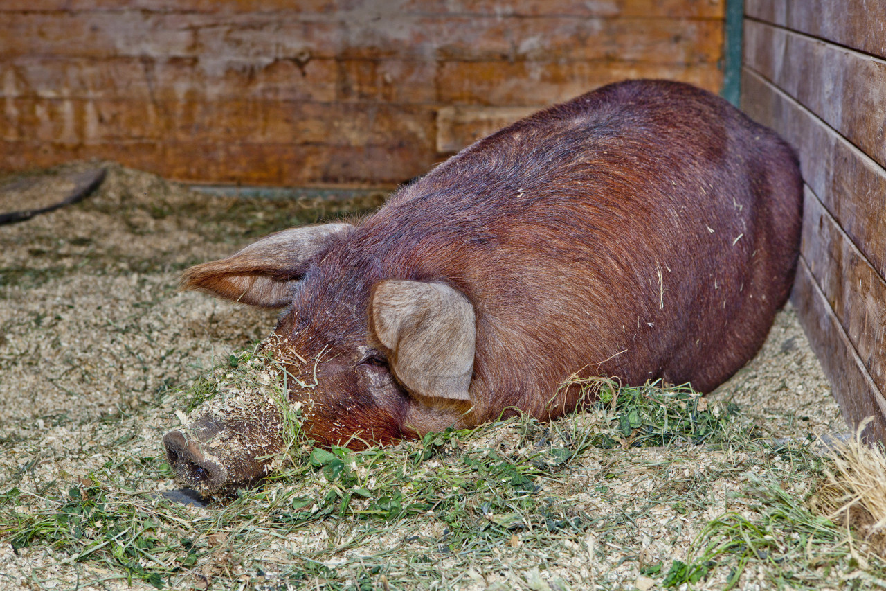 Red Wattle Pigs