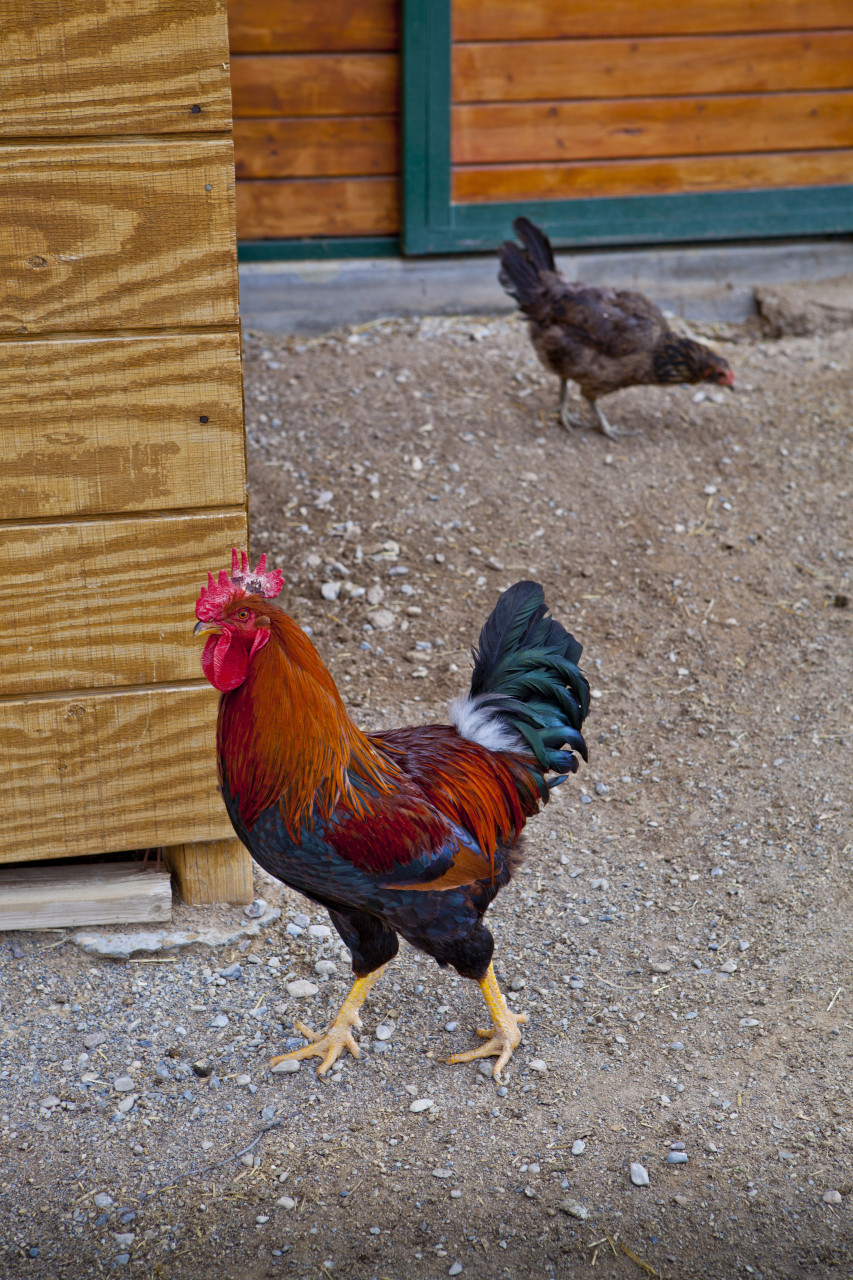 Heritage Breed Chickens