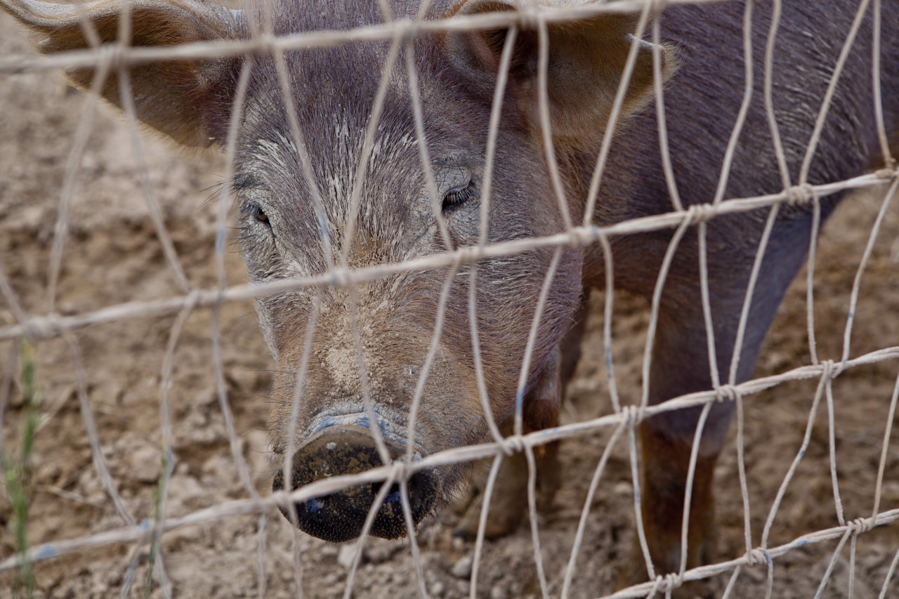 Red Wattle Pigs