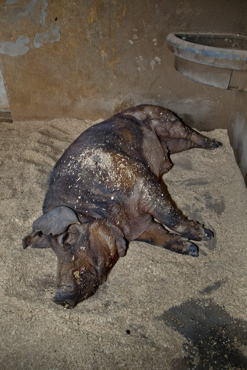 Red Wattle Pigs