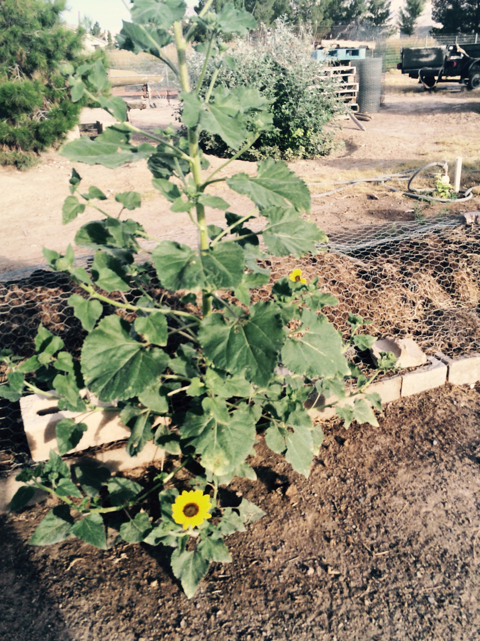 Sun Flowers