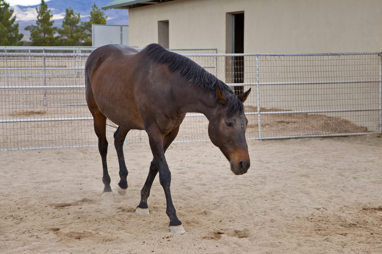 “Temperance Peak” Horse