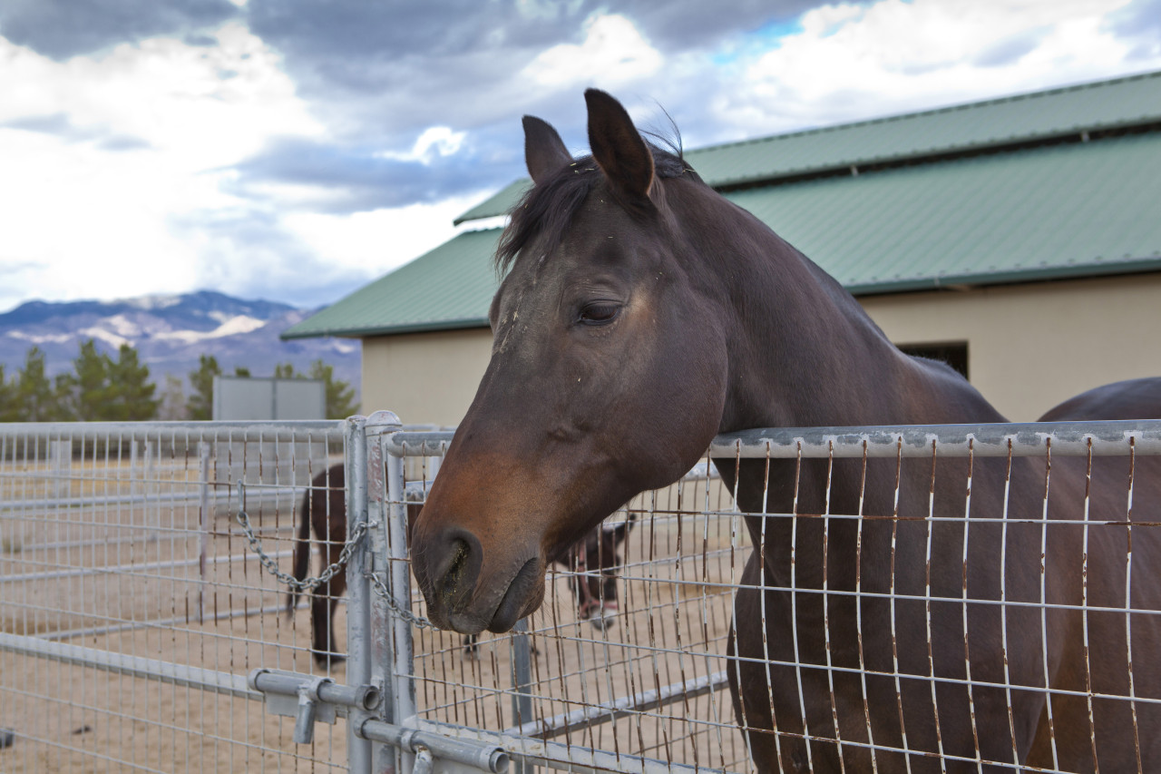 “Temperance Peak” Horse