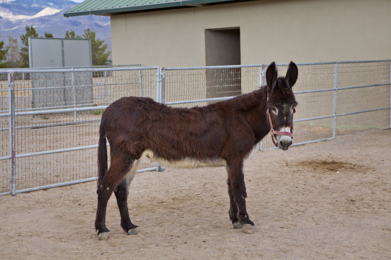 “Jack” Burro