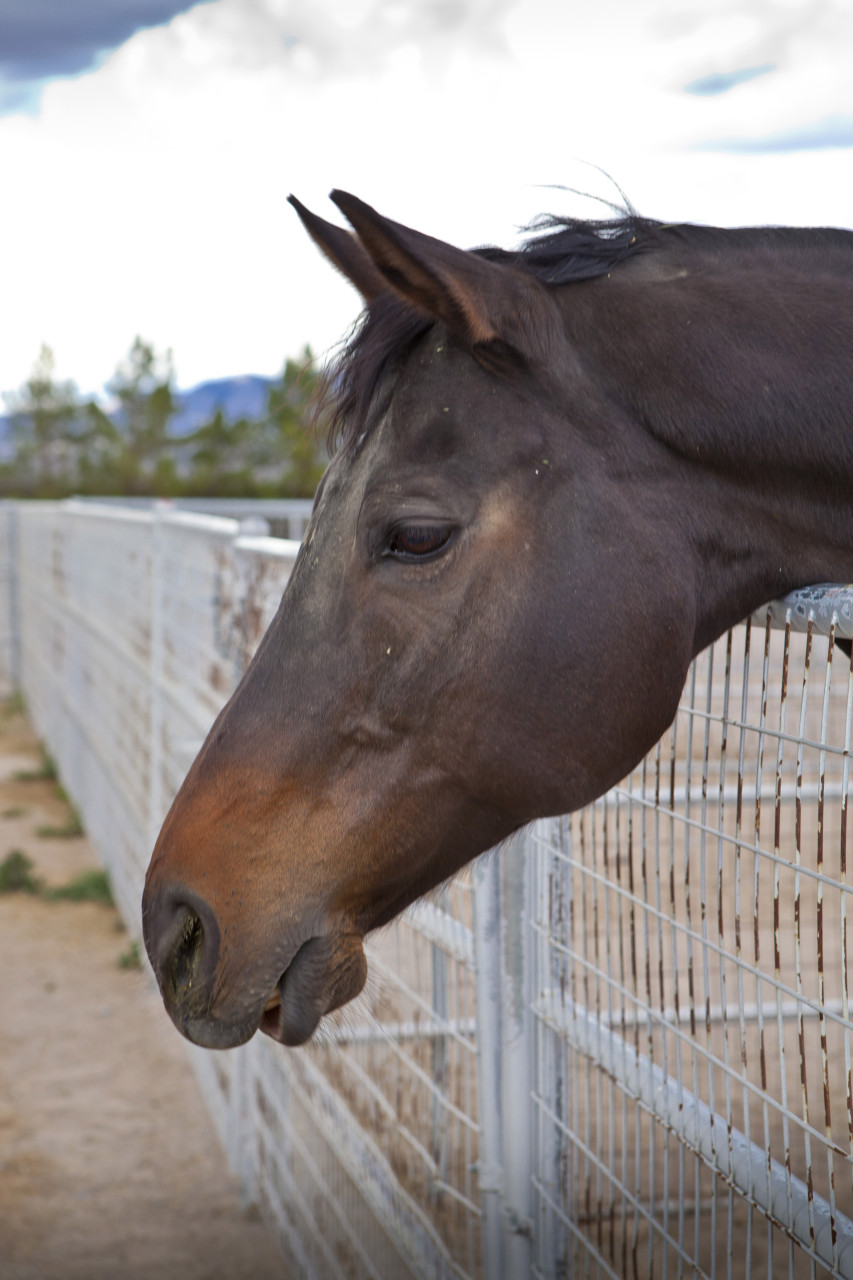 “Temperance Peak” Horse